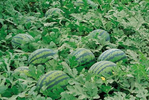 吃瓜网84ucn,带你领略网络舆论的狂欢世界