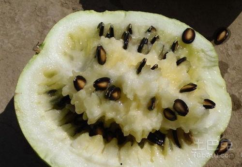 吃籽瓜有什么高出,开启健康生活新篇章