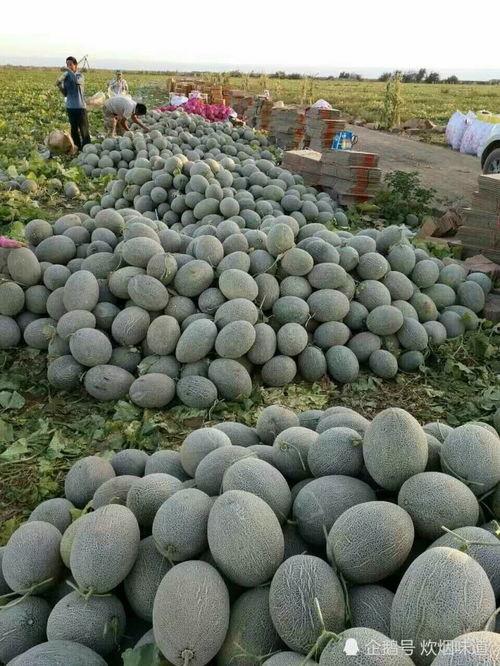 新疆甜蜜吃瓜视频,一场视觉与味蕾的双重盛宴