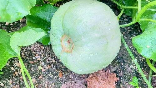 田瓜咋吃,解锁美味新体验