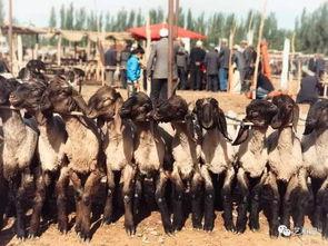 喀什吃瓜视频,一场视觉与味蕾的盛宴