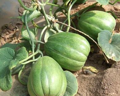 夏天吃瓜季节过了,夏日瓜果盛宴落幕