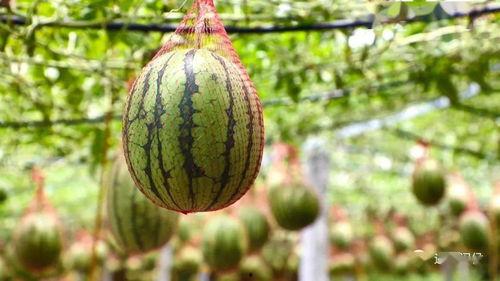 带你吃瓜去特效,带你领略“带你吃瓜去”特效的独特魅力