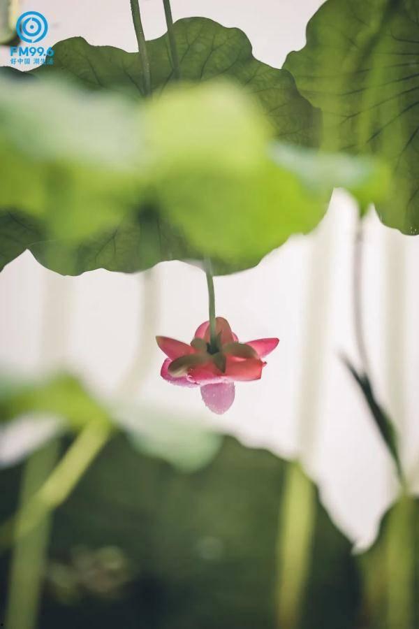 赏雨吃瓜读书音乐,书中寻乐，音乐相伴，悠然自得