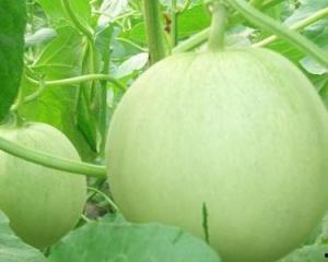 怀孕可以吃哪些瓜,适合孕妇食用的各类瓜果推荐