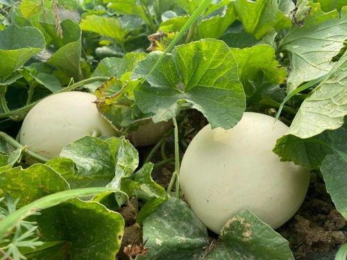 儿时吃瓜情景,那些年的快乐吃瓜时光