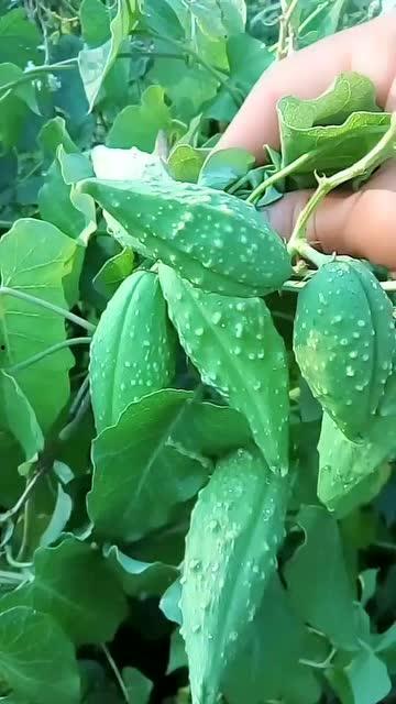 瓜瓢子怎么吃,解锁夏日清新口感新选择