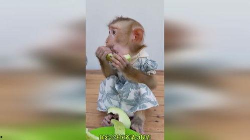 猴子吃瓜搞笑配音,搞笑配音笑翻天