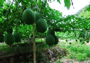 吃吊瓜补什么,滋补养生，全面补充身体所需