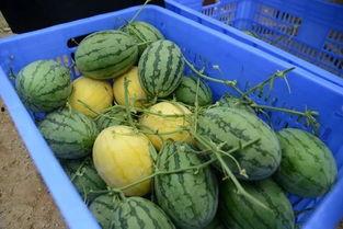 薛小碗吃瓜群,揭秘娱乐圈幕后故事