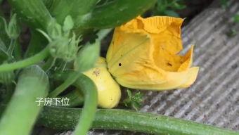 吃瓜群怎么对接,吃瓜群如何高效对接信息与资源