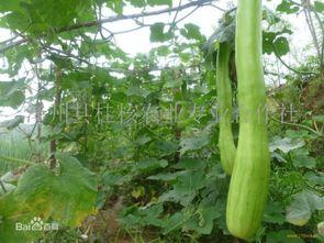 砍瓜怎么吃不苦,告别苦涩，尽享美味