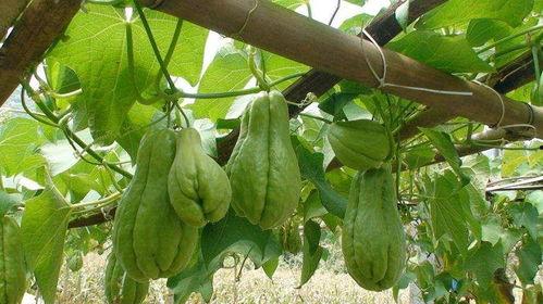 冬天可以吃佛手瓜,佛手瓜的养生美味