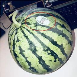 网红最近吃的瓜水煮瓜是什么瓜,揭秘水煮瓜的神秘面纱