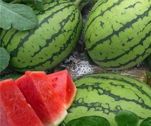 瓜皮吃大瓜,揭秘如何吃出大瓜的惊喜滋味