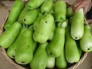 葫芦瓜咋样吃呢,探索美味与健康的完美结合