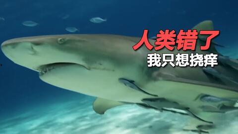 吃瓜鲨,海洋中的神秘“吃瓜群众”