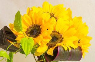 葵花吃瓜苏冉,苏冉演绎夏日清新风