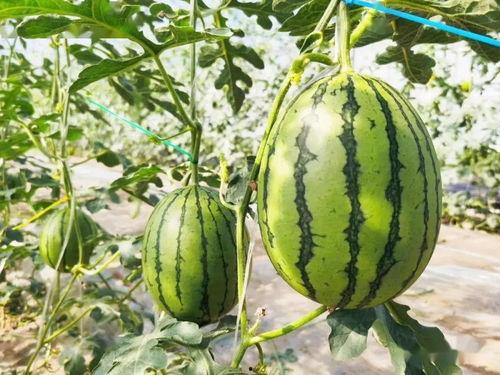 吃瓜都是哪里吃的视频,吃瓜群众的“瓜田”生活