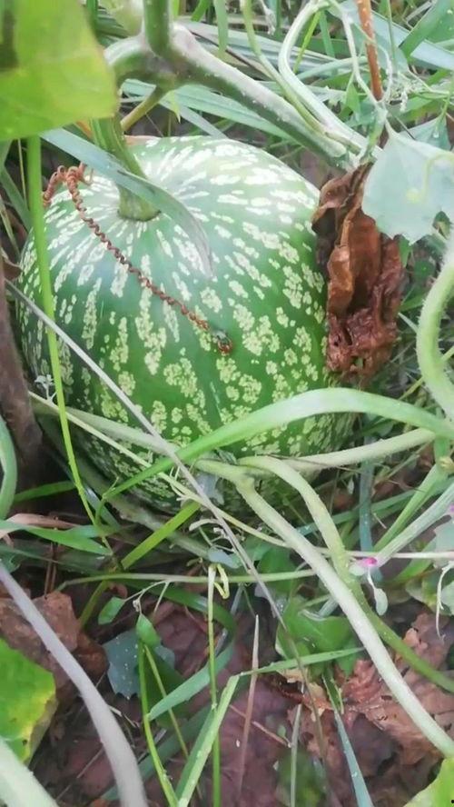 马齿笕与小瓜能一起吃吗,食用指南解析