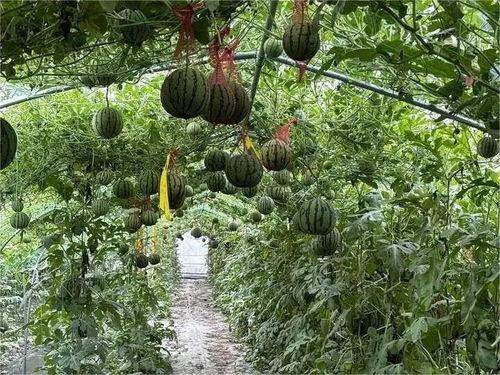 新农村吃瓜,新农村的甜蜜生活画卷