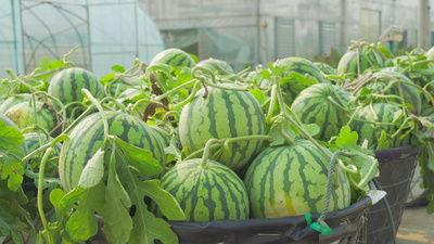 西昌现代吃瓜视频