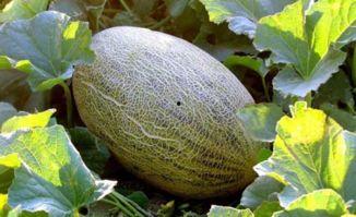 多大给吃哈密瓜,哈密瓜的适宜食用年龄指南