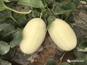 边算命边吃瓜,揭秘命运与瓜子的奇妙缘分