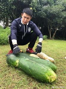 吃瓜摸瓜,吃瓜摸瓜，探寻明星幕后故事