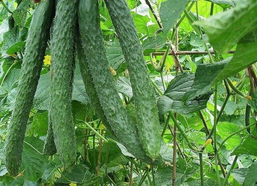 家人都知道吃瓜,家人皆知的“吃瓜”文化现象