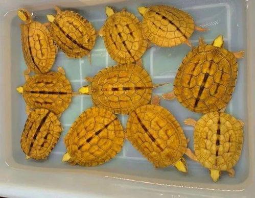 吃瓜盲盒声音,声音背后的神秘世界