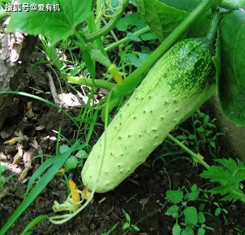 东北蛤蟆吃瓜,揭秘蛤蟆吃瓜之谜