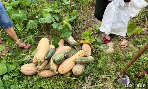 有人偷瓜吃,揭秘偷瓜事件背后的真相