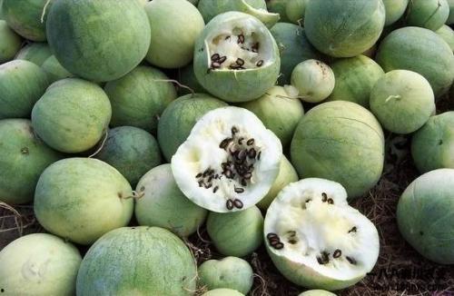 海外华人吃瓜,海外华人视角下的“吃瓜”文化现象解析