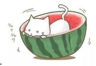 瓜球吃棒棒糖,甜蜜冒险之旅