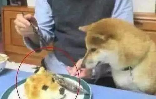 吃瓜狗头君的职业,揭秘网络红人的职业成长之路