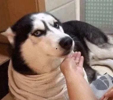 哈士奇带你吃瓜,共享欢乐时光