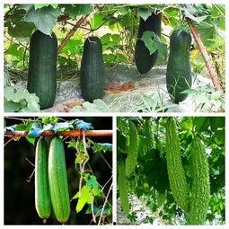 夏天吃瓜秋天吃,夏天吃瓜，秋天品果  第2张