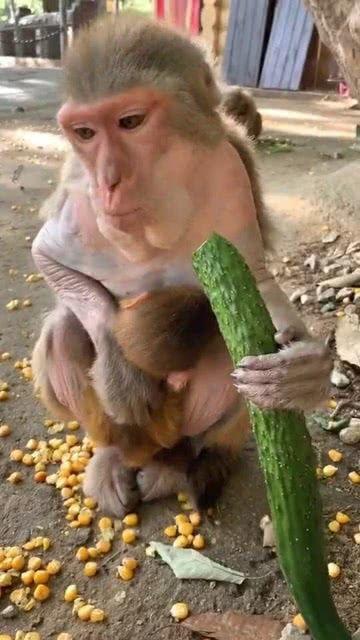 猴子吃瓜是出自哪里,探寻这一网络热词的起源与魅力  第2张