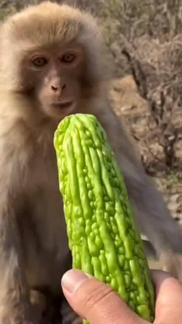 猴子吃瓜是出自哪里,探寻这一网络热词的起源与魅力  第3张