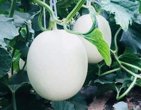 怎样吃瓜最爽,解锁最爽的消暑秘籍