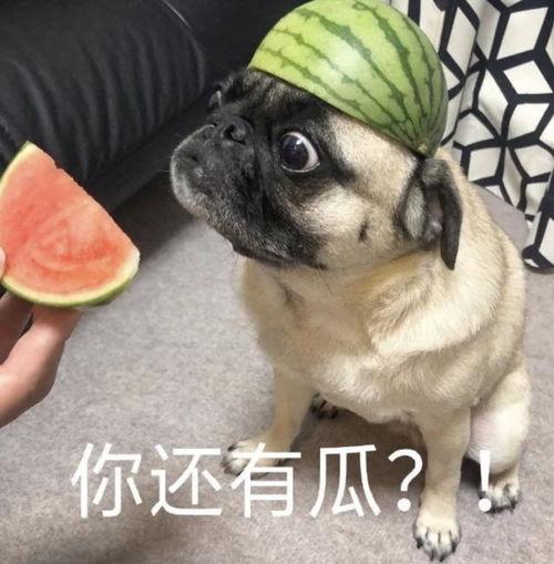 吃瓜表情小黄人,揭秘网络红人的魅力与争议