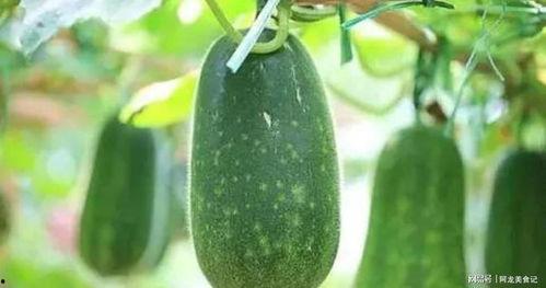 明月吃瓜,一场别开生面的吃瓜之旅 第3张 明月吃瓜,一场别开生面的吃瓜之旅 第3张