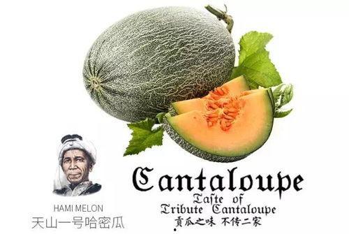 人生本质就是吃瓜,尽在吃瓜之间 第2张 人生本质就是吃瓜,尽在吃瓜之间 第2张