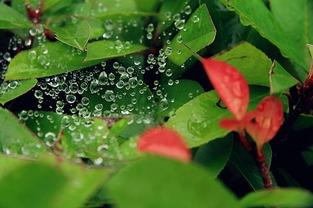 小暑吃瓜AI,AI带你领略夏日清凉美食之旅