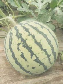 大荔吃瓜,探寻陕西大荔的甜蜜瓜果之旅 第3张 大荔吃瓜,探寻陕西大荔的甜蜜瓜果之旅 第3张