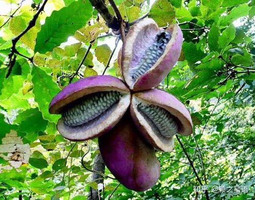 吃八月瓜头疼,却引发头痛之谜探究 第2张 吃八月瓜头疼,却引发头痛之谜探究 第2张