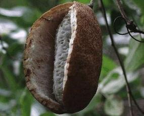 吃八月瓜头疼,却引发头痛之谜探究 第3张 吃八月瓜头疼,却引发头痛之谜探究 第3张