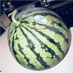 网红吃瓜日照,一场视觉与味蕾的双重盛宴