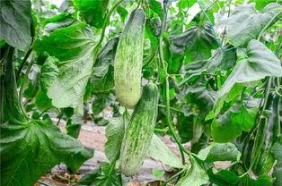 网红吃瓜日照,一场视觉与味蕾的双重盛宴  第3张